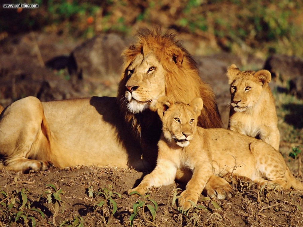 african_lions_masai_mara_kenya.jpg